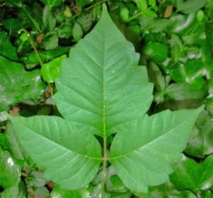 poison ivy oak