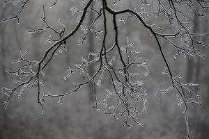 ice on branches